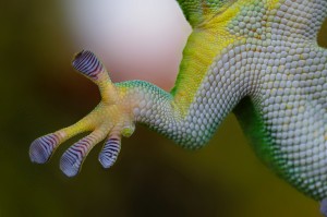 gecko-800887