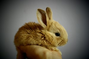 rabbit-373691